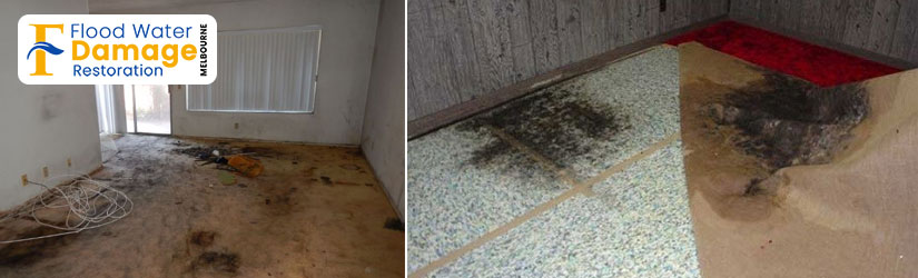 Carpet Mould Damage Removal Melbourne