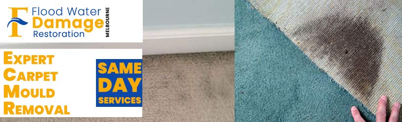 Expert Carpet Mould Removal